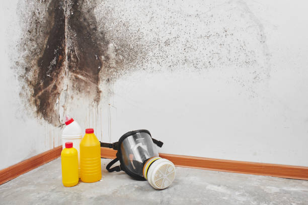 Best Post-Flood Mold Remediation in Harvest, AL