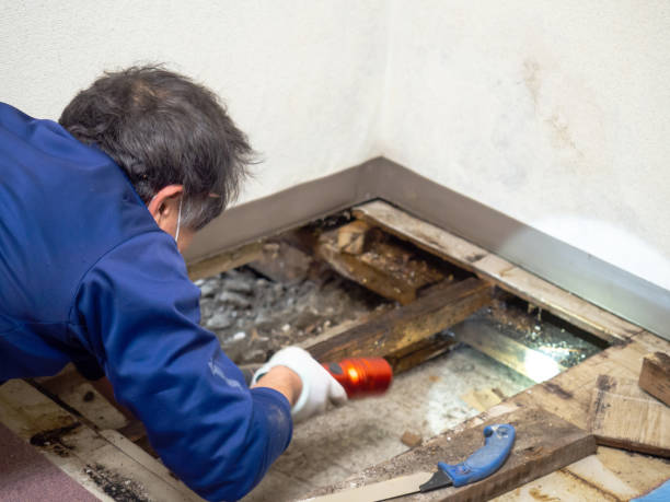 Best Post-Remediation Services in Harvest, AL