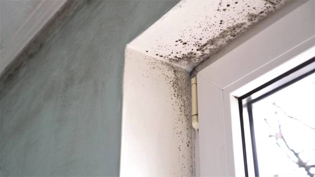 Best Mold Remediation for Specific Building Types in Harvest, AL
