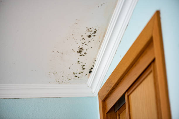 Best Emergency Mold Remediation in Harvest, AL