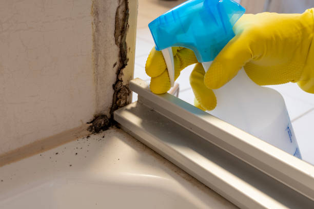 Best Bathroom Mold Remediation in Harvest, AL
