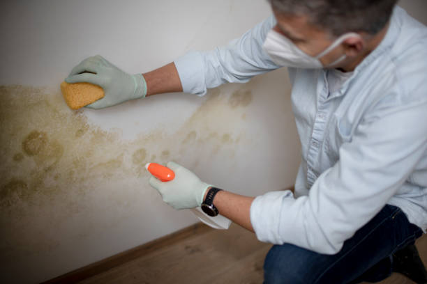 Best Localized Mold Remediation (e.g., coastal areas, humid climates) in Harvest, AL