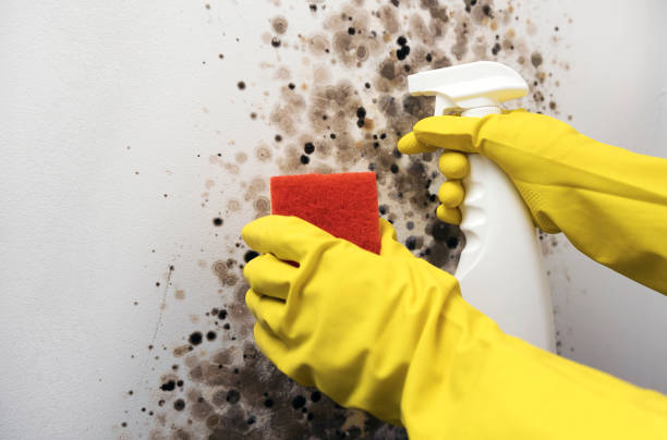 Best Industrial Mold Remediation in Harvest, AL
