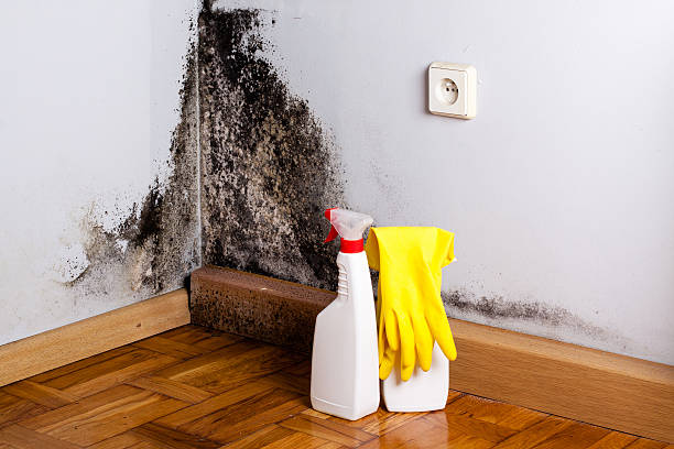 Best Commercial Mold Remediation in Harvest, AL