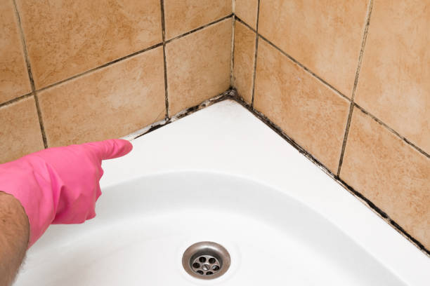 Best Basement Mold Remediation in Harvest, AL